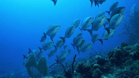 A school of grey chubb cruising through the water Stock Footage 156969909