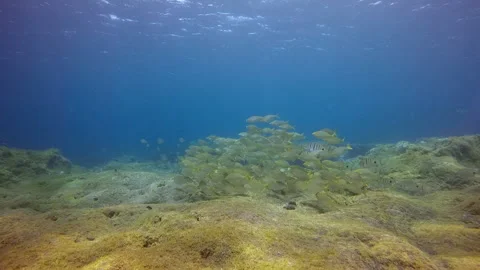 School of grey fish underwater on seabed of volcanic origin of La Palma Canary Video stock 142737366