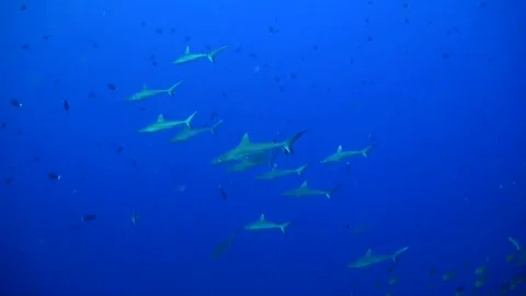 School of Grey Reef Sharks (Carcharhinus amblyrhynchos) - Blue Water Background Video stock 334735949