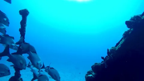 School of grunt fish on the deck of the C-58 wreck near Cancun. Stock Footage 96464013