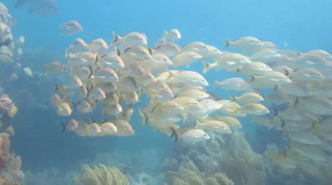School of grunts and snapper in shallow reef Stock Footage 24634602