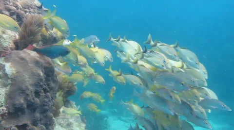 School of grunts and snapper in shallow reef Stock Footage 24634609