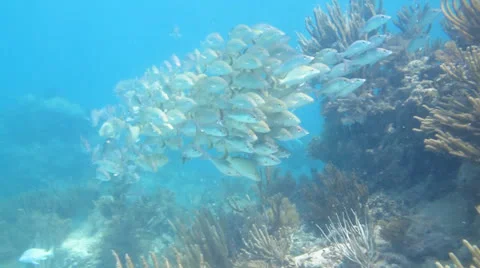 School of grunts and snapper in shallow reef Stock Footage 24634661