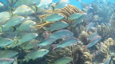 School of grunts and snapper in shallow reef Stock Footage 24634699