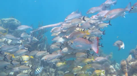 School of grunts and snapper in shallow reef Stock Footage 24635016