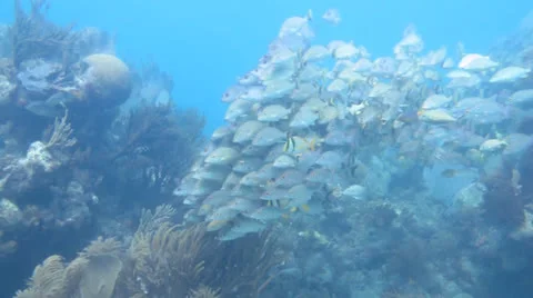School of grunts and snapper in shallow reef Stock Footage 24635181