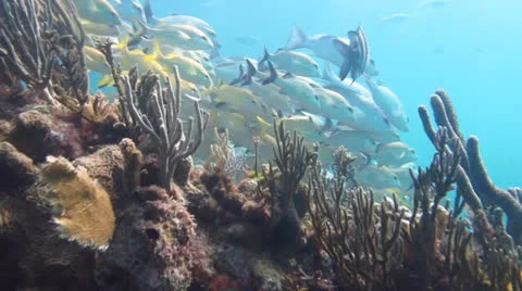School of grunts and snapper in shallow reef Stock Footage 24637076