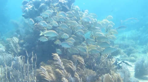 School of grunts and snapper in shallow reef Stock Footage 24637317