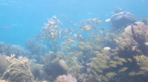School of grunts and snapper in shallow reef Stock Footage 24637473