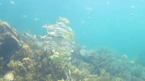 School of grunts and snapper in shallow reef Stock Footage 24638526