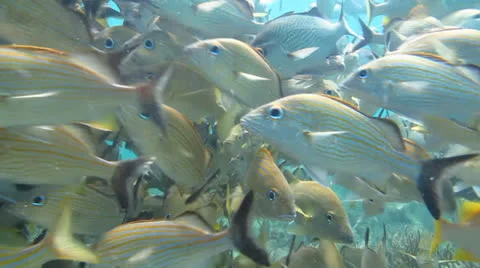 School of grunts and snapper in shallow reef Stock Footage 24638735