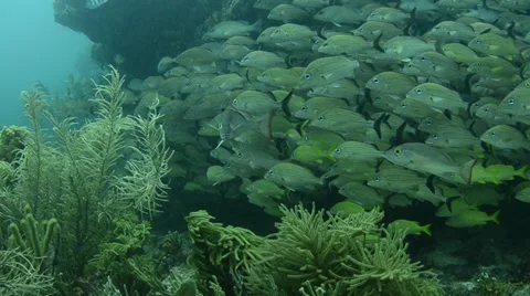 School of grunts and snapper in shallow reef Видео 27862213