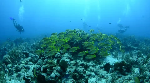 School of grunts and snapper in shallow reef Stock Footage 27881924