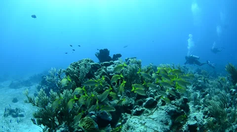 School of grunts and snapper in shallow reef Stock Footage 27882120