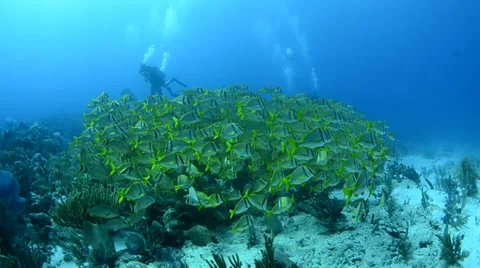 School of grunts and snapper in shallow reef Stock Footage 27883159