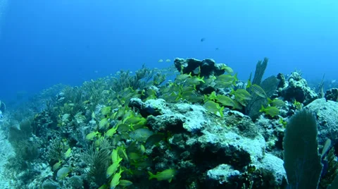 School of grunts and snapper in shallow reef Stock Footage 27884301