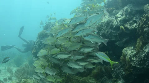 School of grunts and snapper in shallow reef Видео 27892831