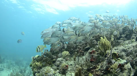 School of grunts and snapper in shallow reef Stock Footage 27893662