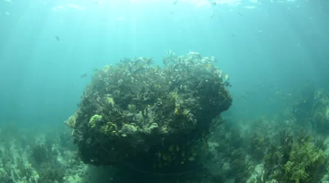 School of grunts and snapper in shallow reef Stock Footage 27897086