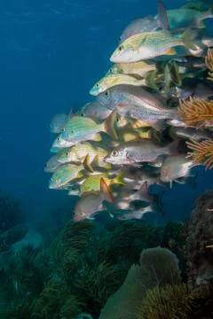 School of grunts and snapper in shallow reef Stock Photos