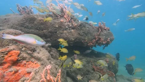 School of Grunts with a Parrotfish on a reef 4K 動画素材 237463750