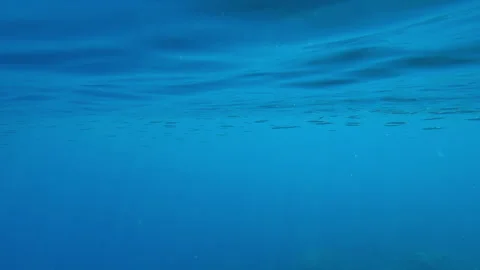 School of Halfbeak fish swims below surface in turquoise water in sunbeams, Slow Vídeo Stock 330612557
