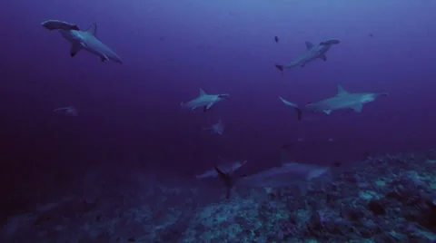 School of hammerhead sharks approaching, Red Sea Video stock 38647828