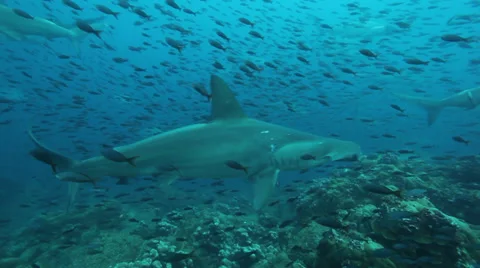 School of hammerhead sharks approaching the reef Vídeo Stock 34696900