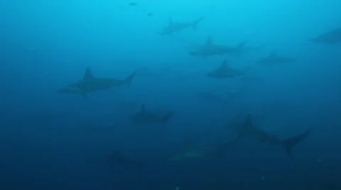 School of hammerhead sharks in the blue Vídeo Stock 42945840