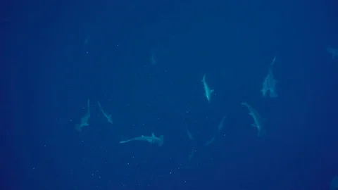 School of Hammerhead sharks in the deep Video stock 76962365