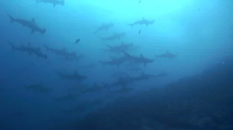School of Hammerhead Sharks Stock Footage 160536
