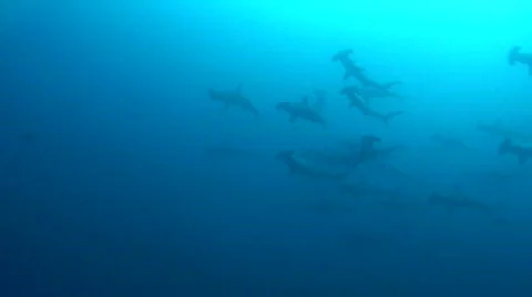 School of Hammerhead Sharks Stock Footage 160547