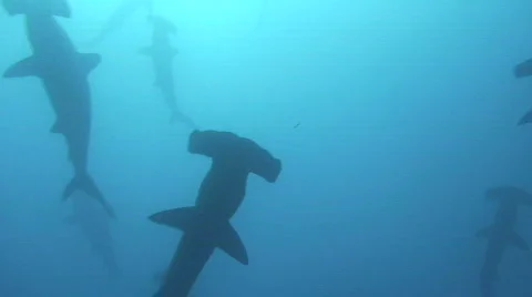 School of Hammerhead Sharks Vídeos de archivo 202258