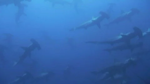 School of Hammerhead Sharks Video stock 202592