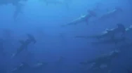 School Of Hammerhead Sharks Stock Footage