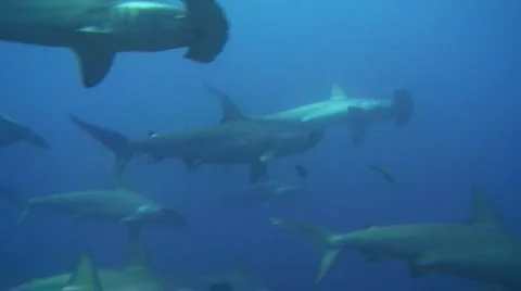 School of Hammerhead Sharks Stock Footage 202863