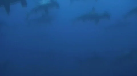School of Hammerhead Sharks Stock Footage 286653