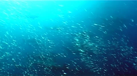 School of Hammerhead Sharks Stock Footage 8519684