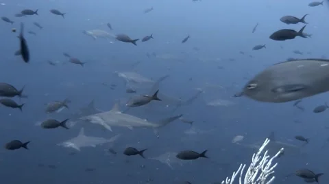School of Hammerhead Sharks 動画素材 66368830