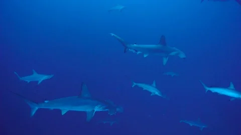 School of Hammerhead sharks Vidéo 76962288