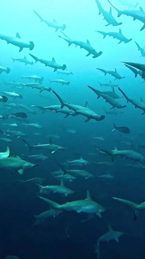 A school of hammerhead sharks in the ocean Stock Footage 332604440