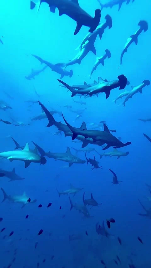 A school of hammerhead sharks in the ocean Video stock 332604456