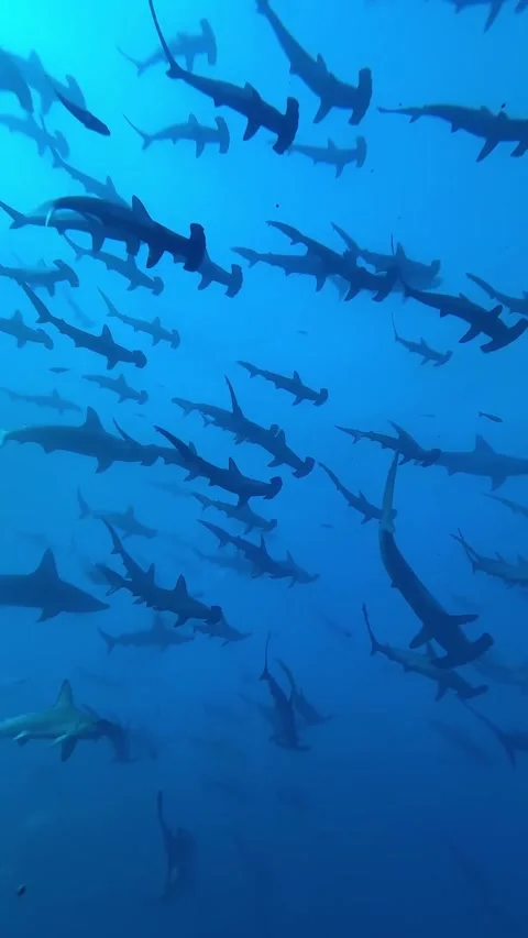 A school of hammerhead sharks in the ocean Video stock 332604478