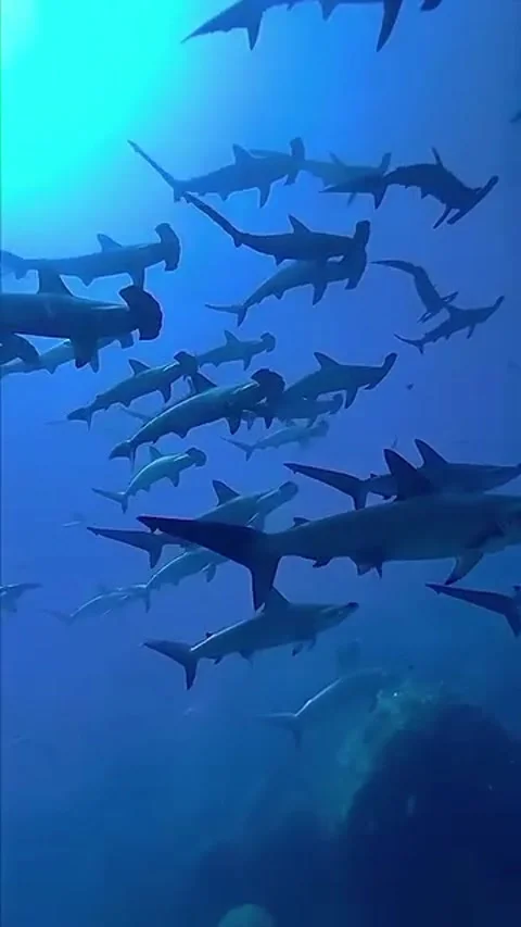 A school of hammerhead sharks in the ocean 스톡 동영상 332604496