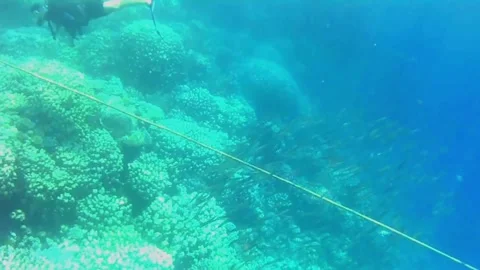 School of Herring Fish Circling Above the House Reef at Rohanou Hotel, Red Sea Stock Footage 340328265