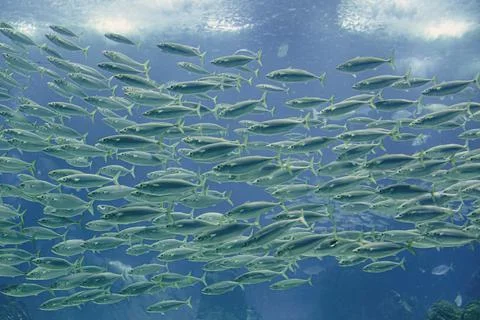 School of horse mackerel. The fish in the blue water of the aquarium Stock Photos