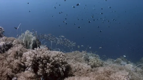 School of Humpback Red Snapper 4k Stock Footage 94790013