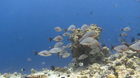 School of humpback red snapper on the bleached coral reef. Maldives. 4K Stock Footage 128573139