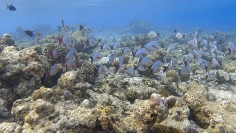 School of humpback red snapper on the bleached coral reef. Maldives. 4K Stock Footage 128582316