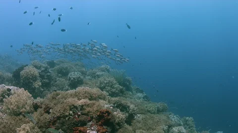 School of Humpback Snapper and Sharks on a coral reef. 4k Stock Footage 115795521